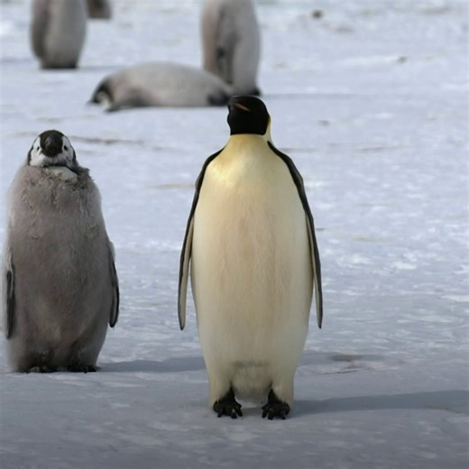 These fluffy puberty vests might be awkward, but they're also very important for a young penguin's development 🐧 #PlanetOfTheBirds is now streaming on Disney . | National Geographic Animals