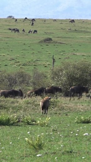 A hyena family training young ones how to hunt.