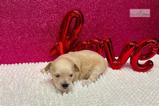 Hendrick - Havapoo Puppy 6B92FF