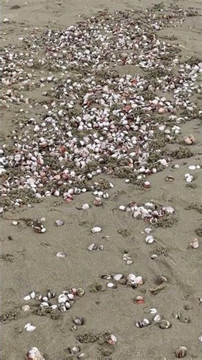 赶海 视频是7月23号早上7点，台风过后海神广场毛蛤泛滥啦，要赶海的退潮自己去，免费的#赶海 #大海的馈赠 #台风 #捡海鲜