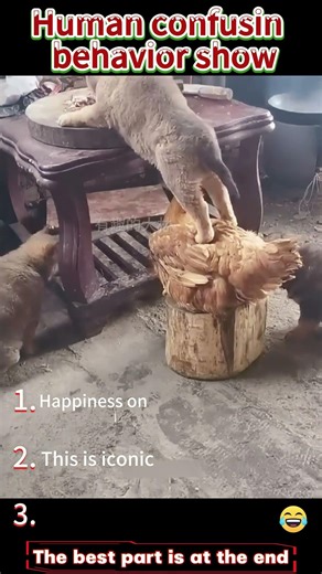 Human confusinbehavior show