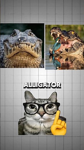 Crocodile vs Alligator — You've Been Getting This Wrong 😳 #wildlifeentertainment #facts