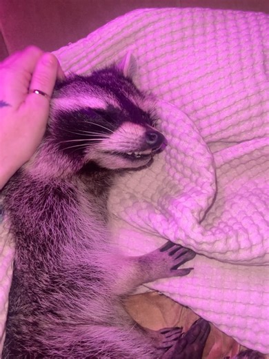 Juniper Fox on Reels