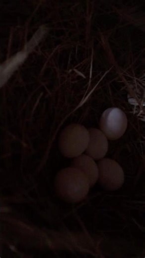 Fawn java breeder pair #birds #birdshorts