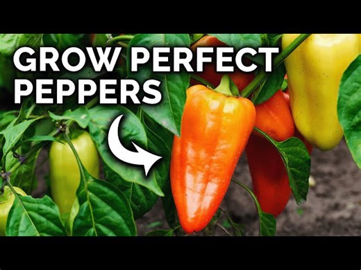 “Proven Tips to Grow Peppers for a Big Harvest and Healthy Plants”