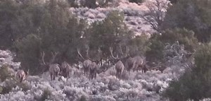 16K views · 203 reactions | NAVAJO NATION Elk Hunting in NM, AZ & UT. The Pinnacle of Western Elk Hunting | Navajo Outdoors | Facebook