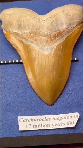 Megalodon Shark Evolution: Ancient fossil timeline of sharks as they turned huge over millions years