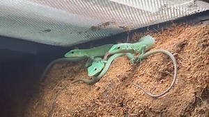 9.9K views · 227 reactions | The Green Keel-Bellied Lizard is an...