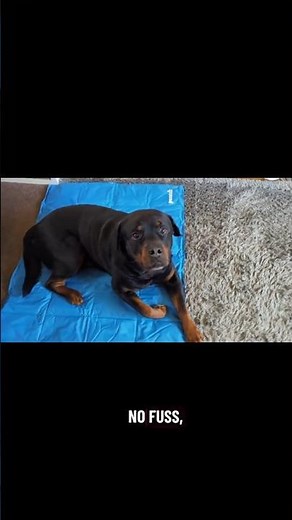 Keeping My Dog Cool This Summer | Pecute Cooling Mat Review #dogs #coolingmat #pecute