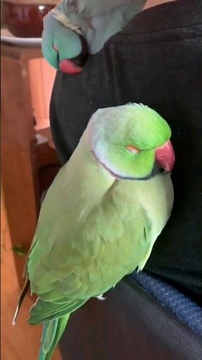 SLEEPY PARROTS | Adorable Ringneck Parrots Sleeping