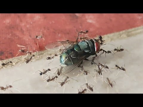 ANTS CARRYING GIANT FOOD! Incredible Teamwork & Strength