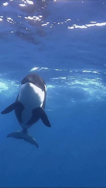 Swim with Orcas in Baja California Sur: Unforgettable Encounter with Iconic Predators