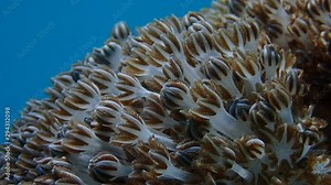 Pulsating soft coral (Xeniidae) dances with ocean current while its tentacles opens and closes in slow motion to feed on planktons and algae. Moalboal, Cebu, Philippines. Stock Video