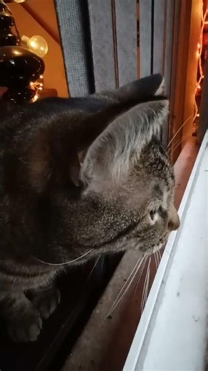 Frankie loves to listen to the birds