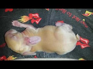 Cute Squeaking Baby Bunny is Very Wiggly