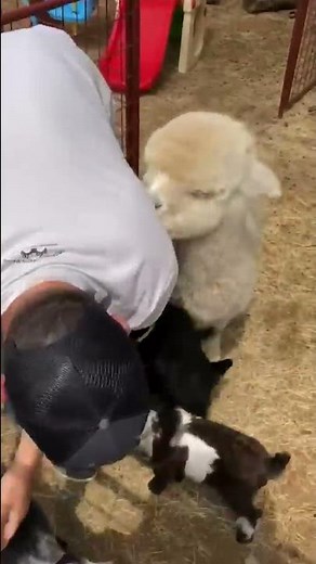 Adorable Baby Goats DEMAND Cuddles! #Shorts