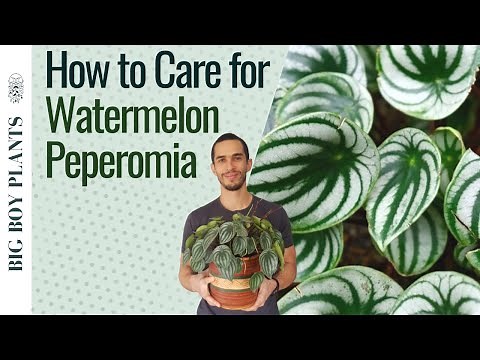 Watermelon Peperomia Care and Propagation (2 Methods)