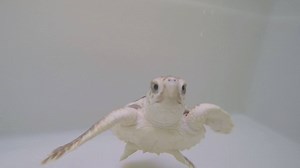 At the Florida Atlantic University® Marine Research Lab, researchers are studying and analyzing the daily routines and activities of baby sea turtles to better understand how the environment affects them. The ultimate goal of this research is to find ways to better increase the number of sea turtles in the wild. We're proud to partner with the FAU Marine Research Lab for June. Check out this clip to see just how they are working with sea turtles hatchlings and how they are furthering their resea