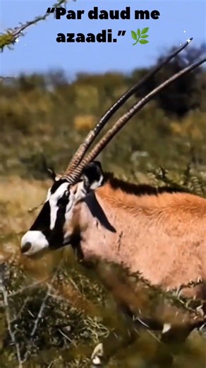 “Wild Deer Run 🦌 | Jungle Escape”