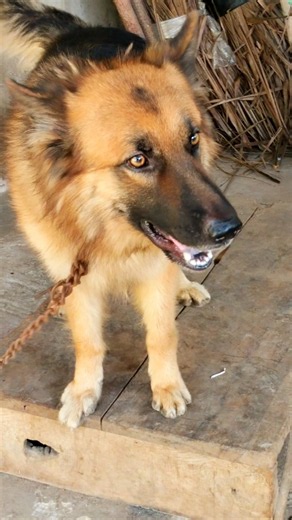 Funny American Dog Goes Bark Crazy! #germanshepherd #shorts #trending