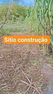 building an agroforestry system