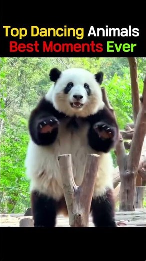 Cutest Dancing Animals Caught on Camera