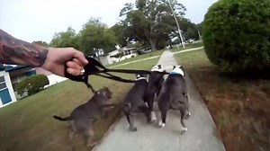 20K views · 301 reactions | O której najwcześniej WYCIĄGAJĄ was na spacer wasze pupile? Czy też nie wymawiacie przy nich słowa "SPACER"? :) | o2 | Facebook