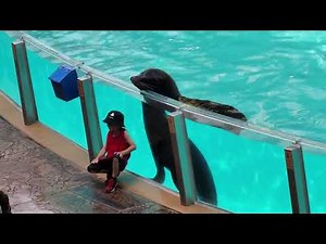 sea lion show - 2023 SeaWorld Orlando