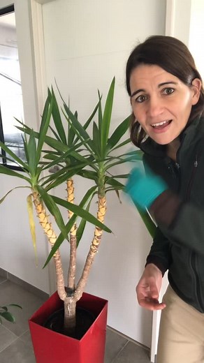 Aujourd’hui je te montre la cochenille sur le yucca pour t’aider à l’identifier. Si tu veux plus de conseils découvre mes astuces sur mon blog la main verte de Marion tu as le lien en bio. #jardin #yucca #plants #plant #plante #nature #cochenille #insects #insect #cochenille #astuces #conseils #jardin #jardinage #garden #yuka #arbre #astuceinstagram | Marion Mainverte