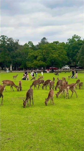 沢山の鹿に癒される🫎NARA PARK