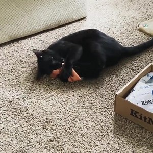 22K views · 1.2K reactions | Check out the #1 subscription box that cats everywhere are meowing about….it's easy to spoil your fur baby with treats and toys at your door every month! Thank you @beatrix.and.church for sharing your unboxing! | KitNipBox | Facebook