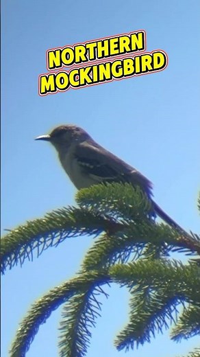 Northern Mockingbird Creature Report! #nature #wildlife #birds #birdwatching #animals #birdsong