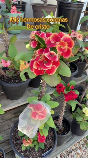 Mi coñlection coronas de Cristo #flowers #plantas #flores #garden #fypシ