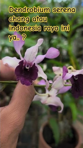 Dendrobium serena chang atau inaraya blue yg penting cantik #masukberanda #orchid