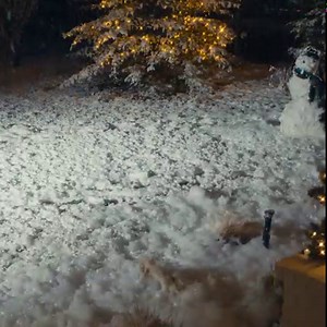 Don't miss our Black Friday deals! 🦌 Blink Floodlight camera systems start at just $69.98 for a limited time. Smart security just got brighter! | Blink