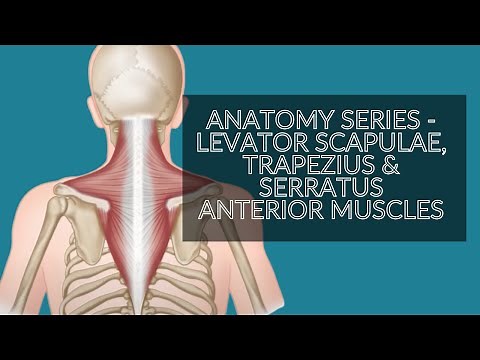 Anatomy series - Levator Scapulae, Trapezius & Serratus Anterior Muscles