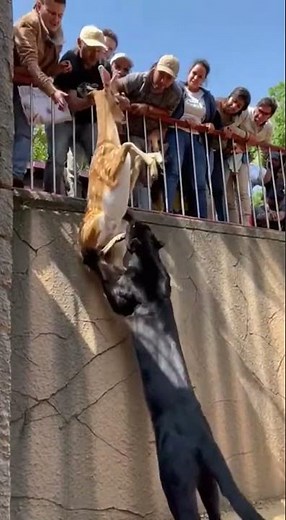 Black Panther's Predatory Power on Display at the Zoo! #WildlifeDrama #ZooAnimals