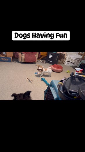 14 reactions | Here are some of the dogs playing today. Aussie mix Millie and Lhasa apso Ralphie were in another room .. Sheltie Gracie plays chase game with bi-black sheltie puppy Kevin and shih tzu Gina . #playtime #dog #dogplaytime #dogplay | Debbie Ann | Facebook