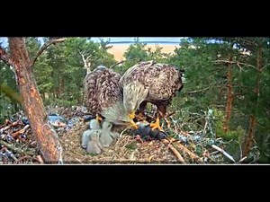 Птенцы Белохвостого орла 23/04/2016 г.