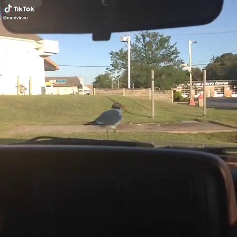 Rats with wings #jersey #seagal #fyp #foryoupag #lol