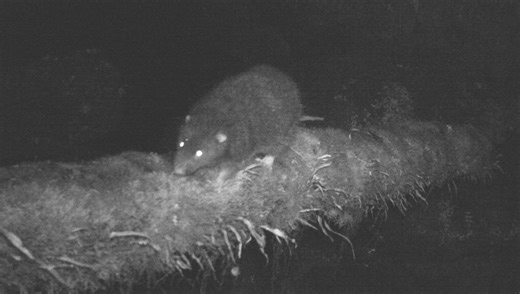 Meet The Subalpine Woolly Rat, Photographed And Documented In The Wild For The First Time