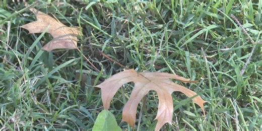 TruGreen on how to maintain your lawn in the fall for spring preparation