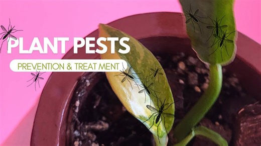 Homemade houseplant bug spray to get rid of thrips on indoor plants