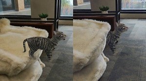 ARCore Depth API Lets You Hide Cats Behind Sofas Even With One Camera - SlashGear