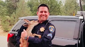 Fawn gives cop 'kiss' after California wildfire rescue