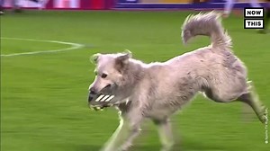 551K views · 13K reactions | Paws the Game: A dog ran onto a soccer field during a match in Bolivia. The game had to stop for a few minutes before a player was able to pick up the dog and carry it off the field ⚽️ | NowThis | Facebook