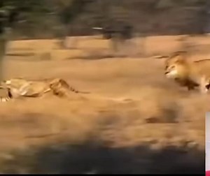 Lions launch a brutal attack on a cheetah. In the wild, one moment you are the hunter, and the next, you are the hunted. | Nature's World