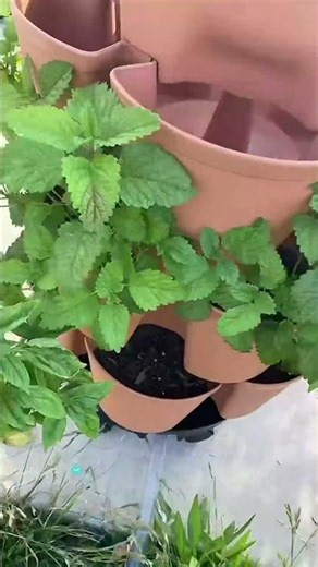 How I use my Greenstalk planters