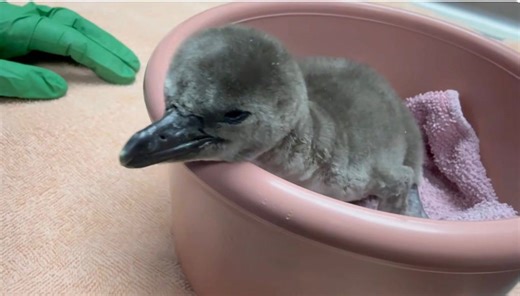 Oregon Zoo’s newly hatched penguin chicks will be kept apart until they’re 3 months old