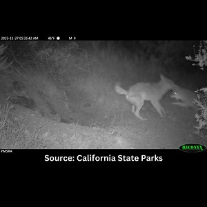 2.5K views · 96 reactions | Did you know that coyotes can get the zoomies just like your dog? This pair was caught on a trail camera at a California State Park. Watch the full video and learn what drives animals into the zoomies: https://outdoors.com/they-may-be-wild-canines-but-coyotes-get-the-zoomies-just-like-your-dog/ | Rare Animals | Facebook